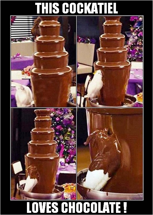 Does Anyone Else Wish They Could Do This ? PLEASE NOTE: Chocolate Is Toxic To Birds ! | THIS COCKATIEL; LOVES CHOCOLATE ! | image tagged in chocolate,fountain,cockatiel,relateable | made w/ Imgflip meme maker