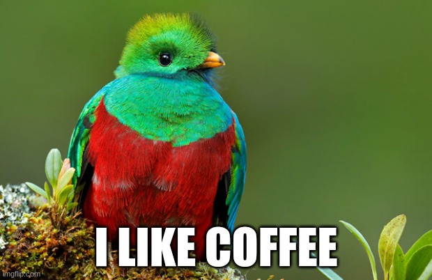 coffee quetzall :) | I LIKE COFFEE | image tagged in coffee | made w/ Imgflip meme maker