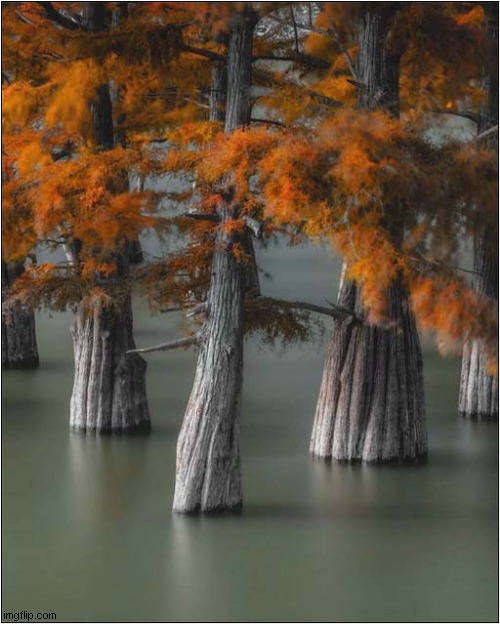 The Cypress Swamp - Novorossiysk - Southern Russia | image tagged in swamp,trees,russia | made w/ Imgflip meme maker