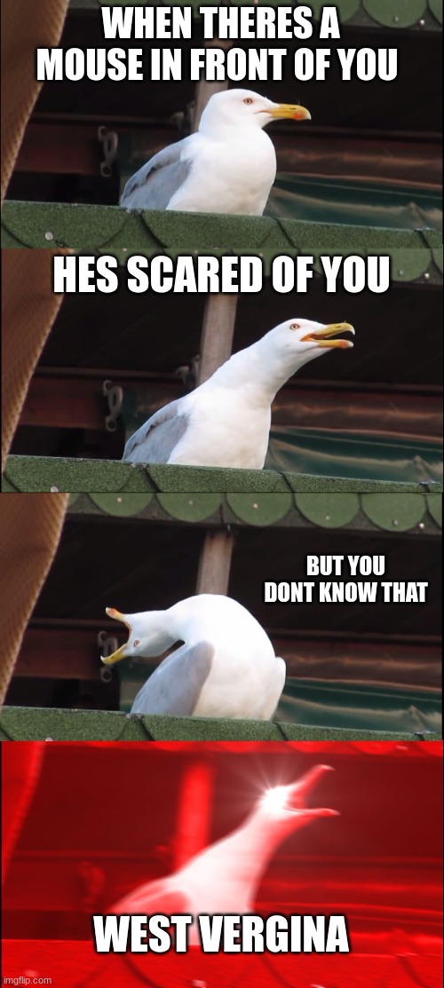 inhaling segaulscared of mouse | WHEN THERES A MOUSE IN FRONT OF YOU; HES SCARED OF YOU; BUT YOU DONT KNOW THAT; WEST VERGINA | image tagged in memes,inhaling seagull | made w/ Imgflip meme maker