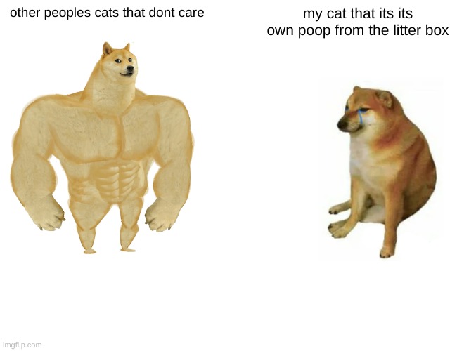 Buff Doge vs. Cheems Meme | other peoples cats that dont care; my cat that its its own poop from the litter box | image tagged in memes,buff doge vs cheems | made w/ Imgflip meme maker
