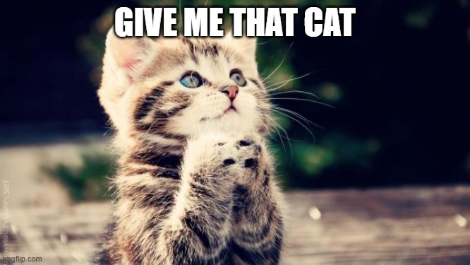 Praying cat | GIVE ME THAT CAT | image tagged in praying cat | made w/ Imgflip meme maker