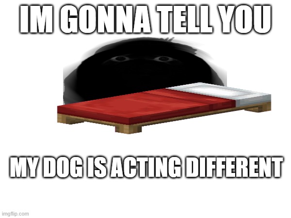 IM GONNA TELL YOU; MY DOG IS ACTING DIFFERENT | image tagged in dogs | made w/ Imgflip meme maker