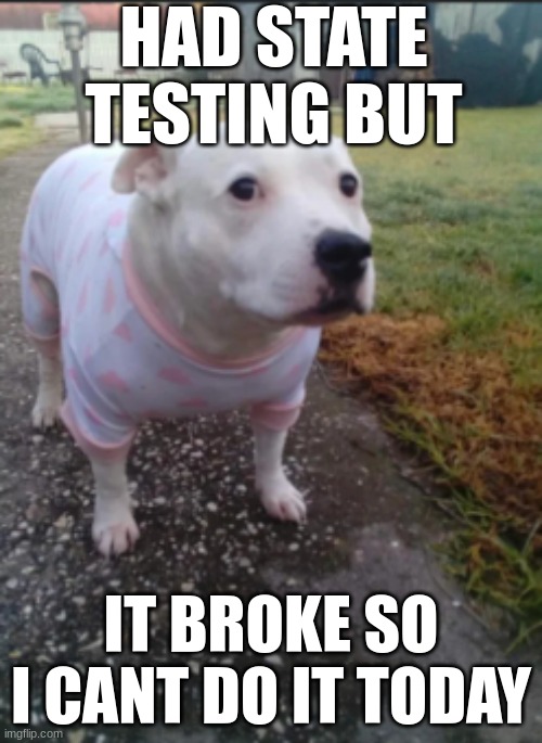 guess i have a free period | HAD STATE TESTING BUT; IT BROKE SO I CANT DO IT TODAY | image tagged in funny,dog,huh,meme | made w/ Imgflip meme maker