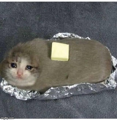 Baked potato cat | image tagged in baked potato cat | made w/ Imgflip meme maker