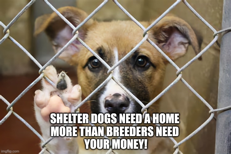 "Adopt Don't Shop" | SHELTER DOGS NEED A HOME 
MORE THAN BREEDERS NEED 
YOUR MONEY! | image tagged in dogs,shelter | made w/ Imgflip meme maker