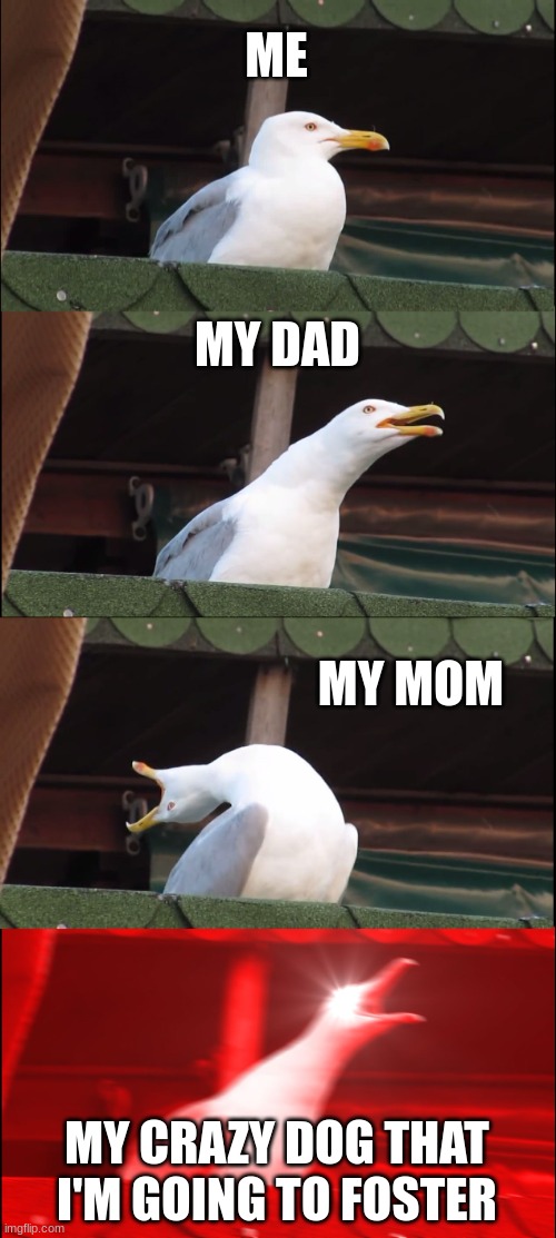 Inhaling Seagull | ME; MY DAD; MY MOM; MY CRAZY DOG THAT I'M GOING TO FOSTER | image tagged in memes,inhaling seagull | made w/ Imgflip meme maker