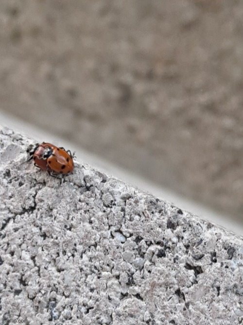 Ladybugs mating (can someone send this to thp) | made w/ Imgflip meme maker