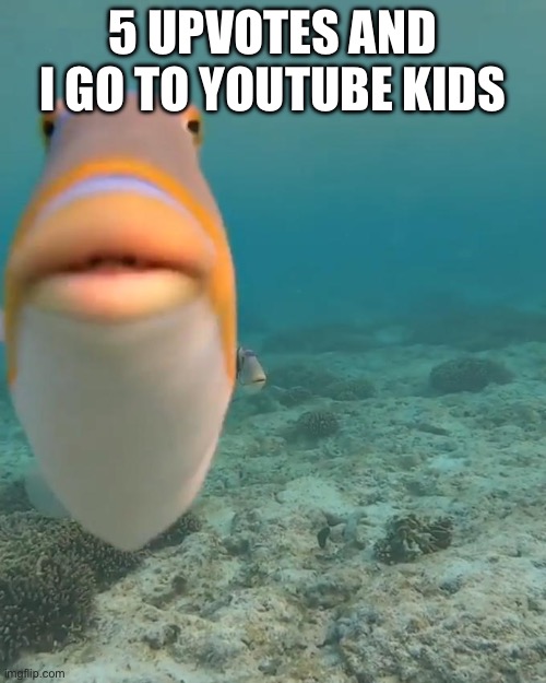 I will take the risk | 5 UPVOTES AND I GO TO YOUTUBE KIDS | image tagged in staring fish | made w/ Imgflip meme maker