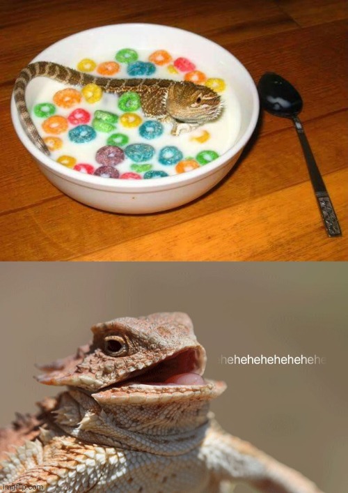 Lizard Froot Loops cereal | image tagged in laughing lizard,lizard,froot loops,cereal,cursed image,memes | made w/ Imgflip meme maker