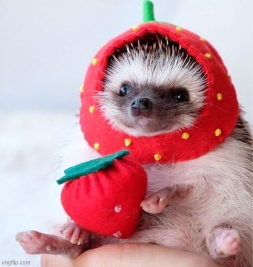 A hedgehog wearing a strawberry hat | image tagged in hedgehog,strawberry | made w/ Imgflip meme maker