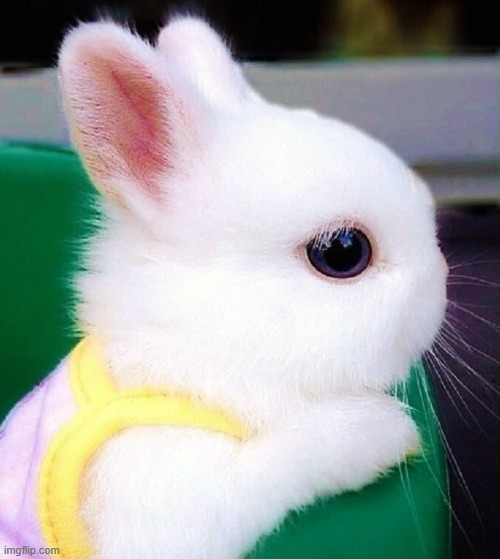 The cutest bunny I've ever discovered | image tagged in bunny,cuteness overload | made w/ Imgflip meme maker