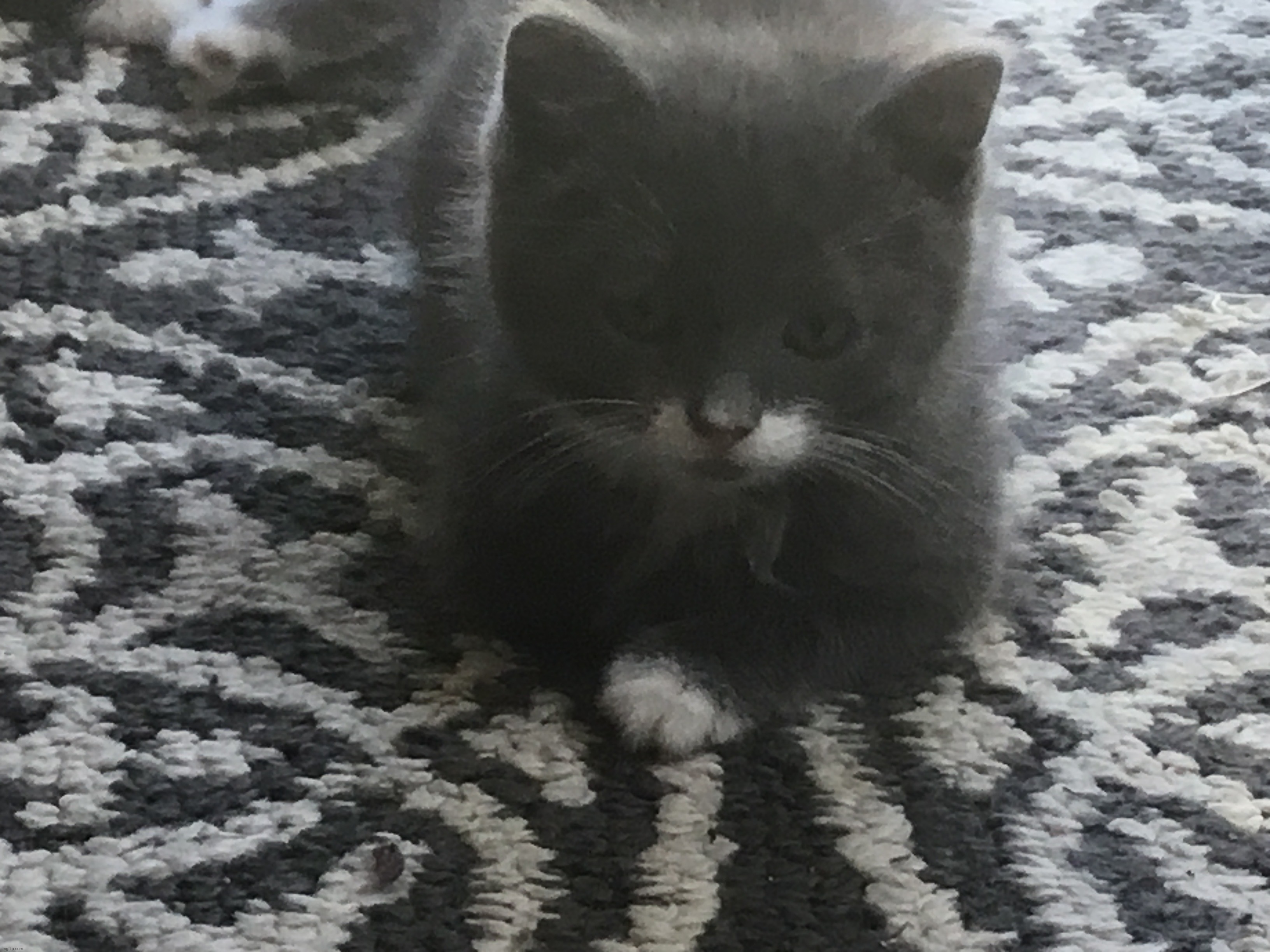 loaf | made w/ Imgflip meme maker