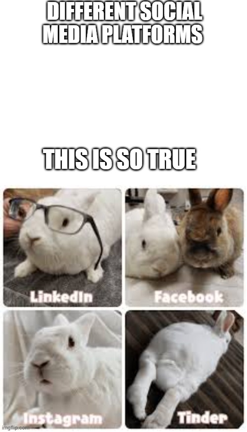 bunny rabbit social media reactions | DIFFERENT SOCIAL MEDIA PLATFORMS; THIS IS SO TRUE | image tagged in bunny,social media | made w/ Imgflip meme maker