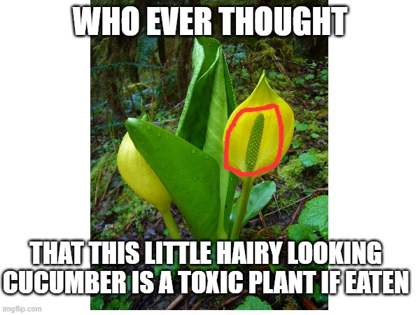 my mouth has thousands of little needles stabbing it | WHO EVER THOUGHT; THAT THIS LITTLE HAIRY LOOKING CUCUMBER IS A TOXIC PLANT IF EATEN | image tagged in plants,toxic,poison | made w/ Imgflip meme maker