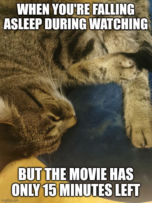 Zzz | WHEN YOU'RE FALLING ASLEEP DURING WATCHING; BUT THE MOVIE HAS ONLY 15 MINUTES LEFT | image tagged in cat | made w/ Imgflip meme maker