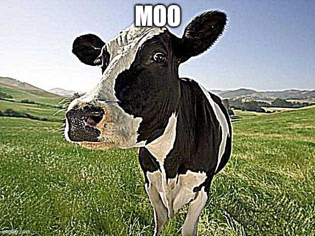 cow | MOO | image tagged in cow | made w/ Imgflip meme maker