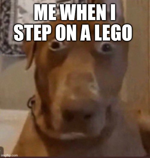 Surprised Dog | ME WHEN I STEP ON A LEGO | image tagged in surprised dog | made w/ Imgflip meme maker