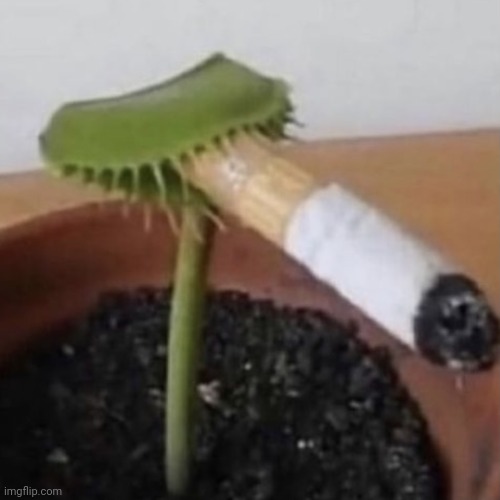 Gansta | image tagged in plant smoking a cigarette | made w/ Imgflip meme maker