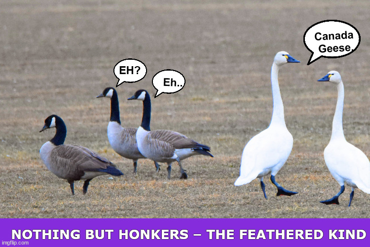 Nothing But Honkers – The Feathered Kind | image tagged in geese,goose,swan,honkers,funny,memes | made w/ Imgflip meme maker