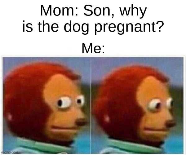Monkey Puppet | Mom: Son, why is the dog pregnant? Me: | image tagged in memes,monkey puppet | made w/ Imgflip meme maker