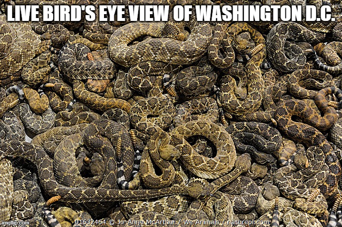Live look at D.C. Right Now!! | LIVE BIRD'S EYE VIEW OF WASHINGTON D.C. | image tagged in washington dc,congress,government,snakes,politicians | made w/ Imgflip meme maker