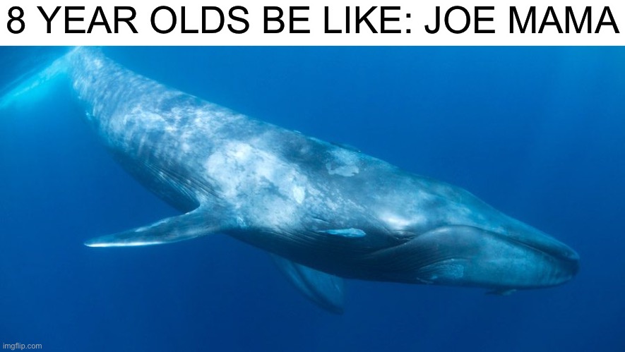 Joe mama | 8 YEAR OLDS BE LIKE: JOE MAMA | image tagged in blue whale | made w/ Imgflip meme maker