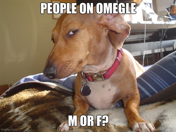 Suspicious Dog | PEOPLE ON OMEGLE; M OR F? | image tagged in suspicious dog | made w/ Imgflip meme maker