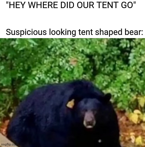 Bear shaped tent? Or tent shaped bear | "HEY WHERE DID OUR TENT GO"; Suspicious looking tent shaped bear: | image tagged in posting for points to get to msmg | made w/ Imgflip meme maker