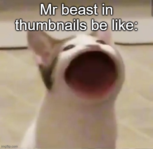 Pop Cat | Mr beast in thumbnails be like: | image tagged in pop cat | made w/ Imgflip meme maker