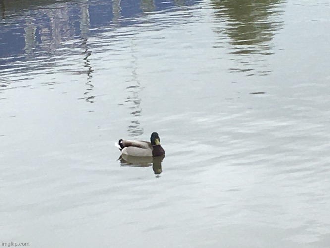 A duck I saw on a walk | image tagged in share your photos | made w/ Imgflip meme maker