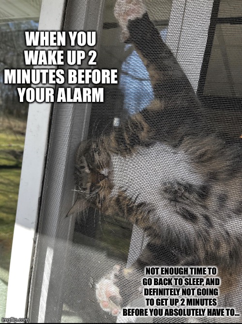 Relatable Cat | WHEN YOU WAKE UP 2 MINUTES BEFORE YOUR ALARM; NOT ENOUGH TIME TO GO BACK TO SLEEP, AND DEFINITELY NOT GOING TO GET UP 2 MINUTES BEFORE YOU ABSOLUTELY HAVE TO… | image tagged in funny cat memes,cat memes,tired cat,sleepy cat | made w/ Imgflip meme maker