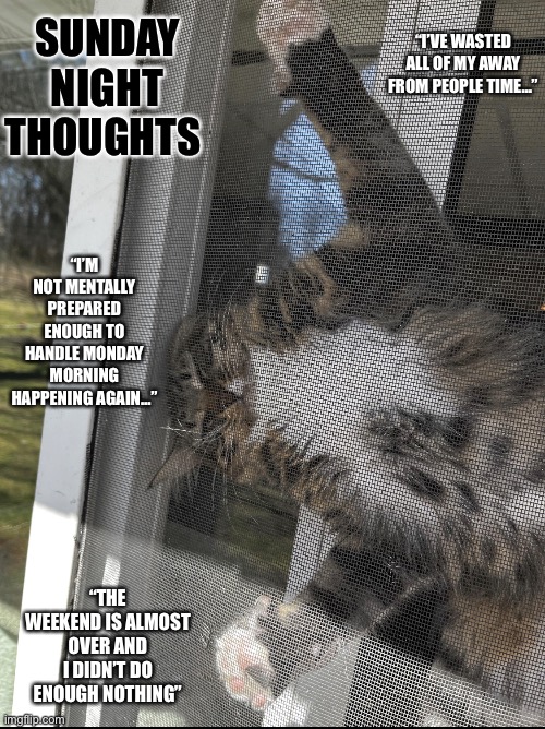 Relatable Cat | SUNDAY NIGHT THOUGHTS; “I’VE WASTED ALL OF MY AWAY FROM PEOPLE TIME…”; “I’M NOT MENTALLY PREPARED ENOUGH TO HANDLE MONDAY MORNING HAPPENING AGAIN…”; “THE WEEKEND IS ALMOST OVER AND I DIDN’T DO ENOUGH NOTHING” | image tagged in funny memes,funny cat memes,sleepy cat,cat memes | made w/ Imgflip meme maker