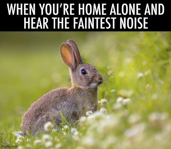 The dishes rattling from gravity scared the heck outta me X_X | image tagged in rabbit,bunny,home alone | made w/ Imgflip meme maker