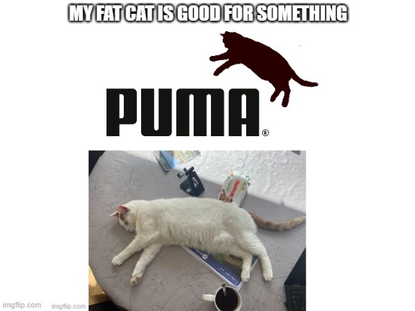 my cat | image tagged in cat,puma,funny | made w/ Imgflip meme maker