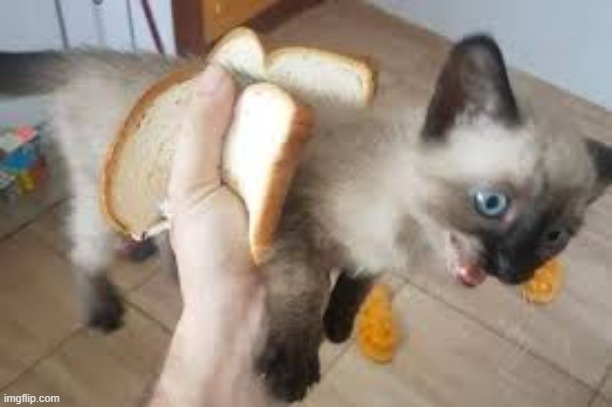 sand wich | image tagged in sand wich | made w/ Imgflip meme maker