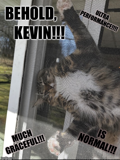 Behold! | ULTRA PERFORMANCE!!!! BEHOLD, KEVIN!!! IS NORMAL!!! MUCH GRACEFUL!!! | image tagged in cats,funny cat memes,cat memes,funny cats,cats are awesome | made w/ Imgflip meme maker