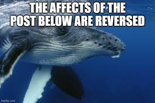 Skeptical Humpback Whale | THE AFFECTS OF THE POST BELOW ARE REVERSED | image tagged in skeptical humpback whale | made w/ Imgflip meme maker