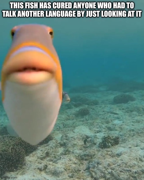 staring fish | THIS FISH HAS CURED ANYONE WHO HAD TO TALK ANOTHER LANGUAGE BY JUST LOOKING AT IT | image tagged in staring fish | made w/ Imgflip meme maker