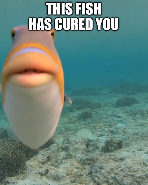 staring fish | THIS FISH HAS CURED YOU | image tagged in staring fish | made w/ Imgflip meme maker