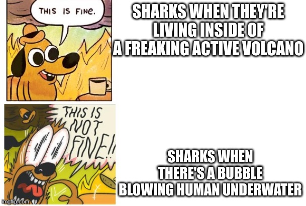 sharks literally are like Pokemon. | SHARKS WHEN THEY'RE LIVING INSIDE OF A FREAKING ACTIVE VOLCANO; SHARKS WHEN THERE'S A BUBBLE BLOWING HUMAN UNDERWATER | image tagged in this is fine this is not fine,shark | made w/ Imgflip meme maker