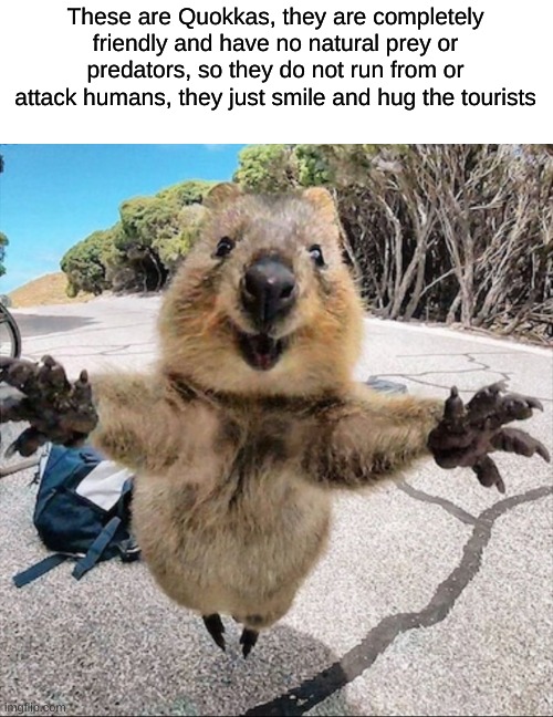 how do i obtain such a friend | These are Quokkas, they are completely friendly and have no natural prey or predators, so they do not run from or attack humans, they just smile and hug the tourists | image tagged in quokka i love you,friends,cute,wholesome | made w/ Imgflip meme maker