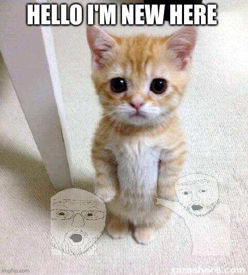 Hi! | HELLO I'M NEW HERE | image tagged in memes,cute cat | made w/ Imgflip meme maker