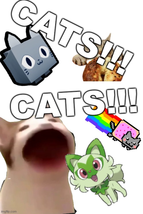 CATS | CATS!!! CATS!!! | image tagged in cats | made w/ Imgflip meme maker