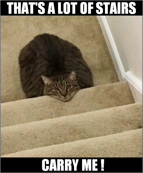 An Unfit Kitty ! | THAT'S A LOT OF STAIRS; CARRY ME ! | image tagged in cats,stairs,too fat,carry me | made w/ Imgflip meme maker