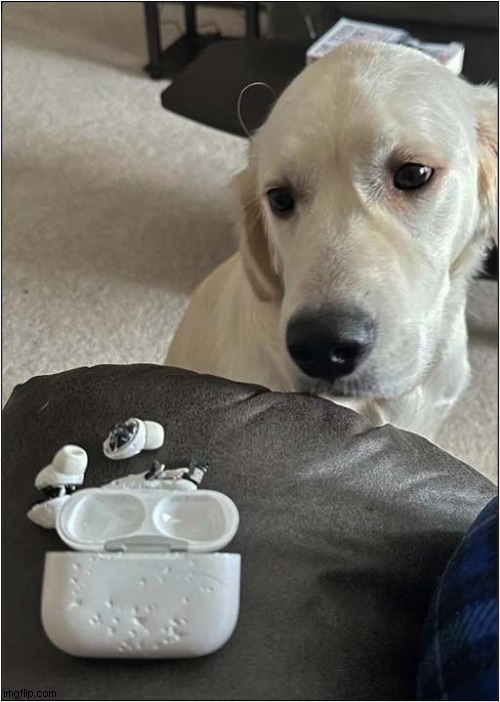 Would You Believe That Were Like That When I Found Them ? | image tagged in dogs,airpods,destruction | made w/ Imgflip meme maker