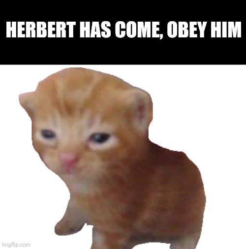 [There should be more cats then dogs even if I like both of them the same] | HERBERT HAS COME, OBEY HIM | image tagged in warrior cats,cats,s o u p,carck,idk,cats with guns | made w/ Imgflip meme maker