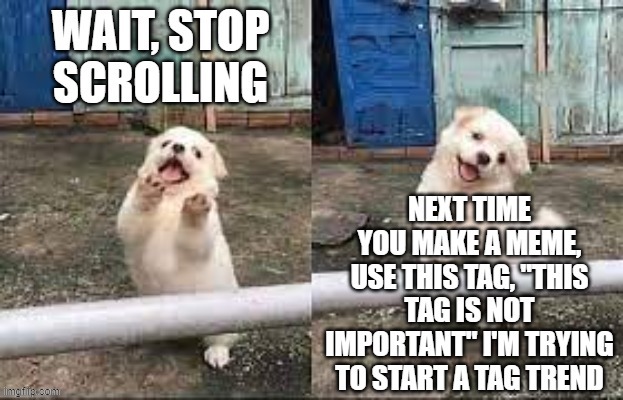 notice i didn't typo. | image tagged in wait stop scrolling,this tag is not important | made w/ Imgflip meme maker