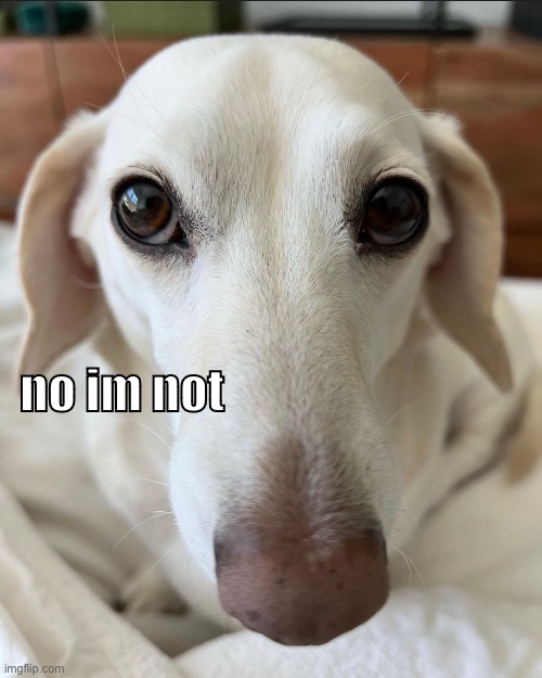 no im not | image tagged in whitneychewston | made w/ Imgflip meme maker