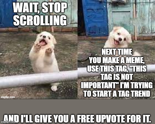 notice i didn't typo | AND I'LL GIVE YOU A FREE UPVOTE FOR IT. | image tagged in wait stop scrolling,this tag is not important | made w/ Imgflip meme maker